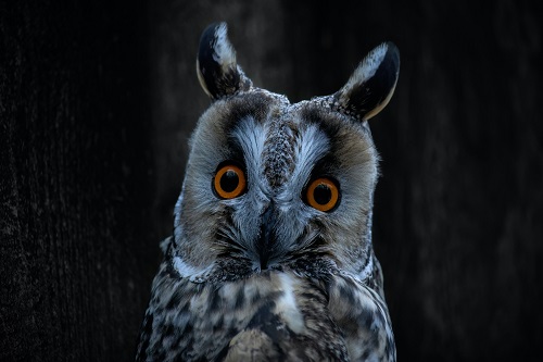 Hearing Restoration